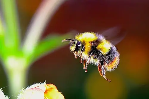 Bumble bee on a flower in the San Francisco Bay Area