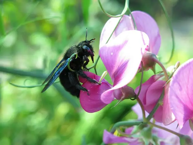 Carpenter bee damage in exposed wood on a Bay Area home