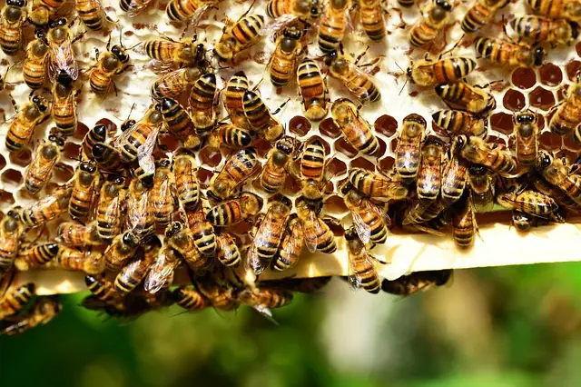 Established honey bee colony built inside a residential wall void in the Bay Area