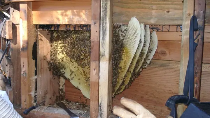 Exposed honey bee hive removed from a residential wall in San Francisco, CA