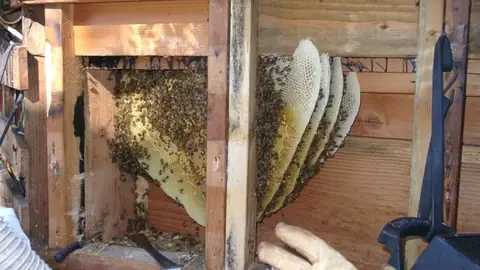 Exposed honey bee comb from a live bee removal in a Bay Area residential wall