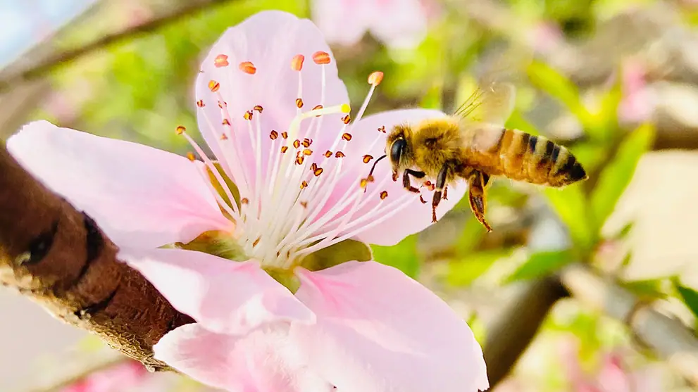 Pest control service visit at a Bay Area home