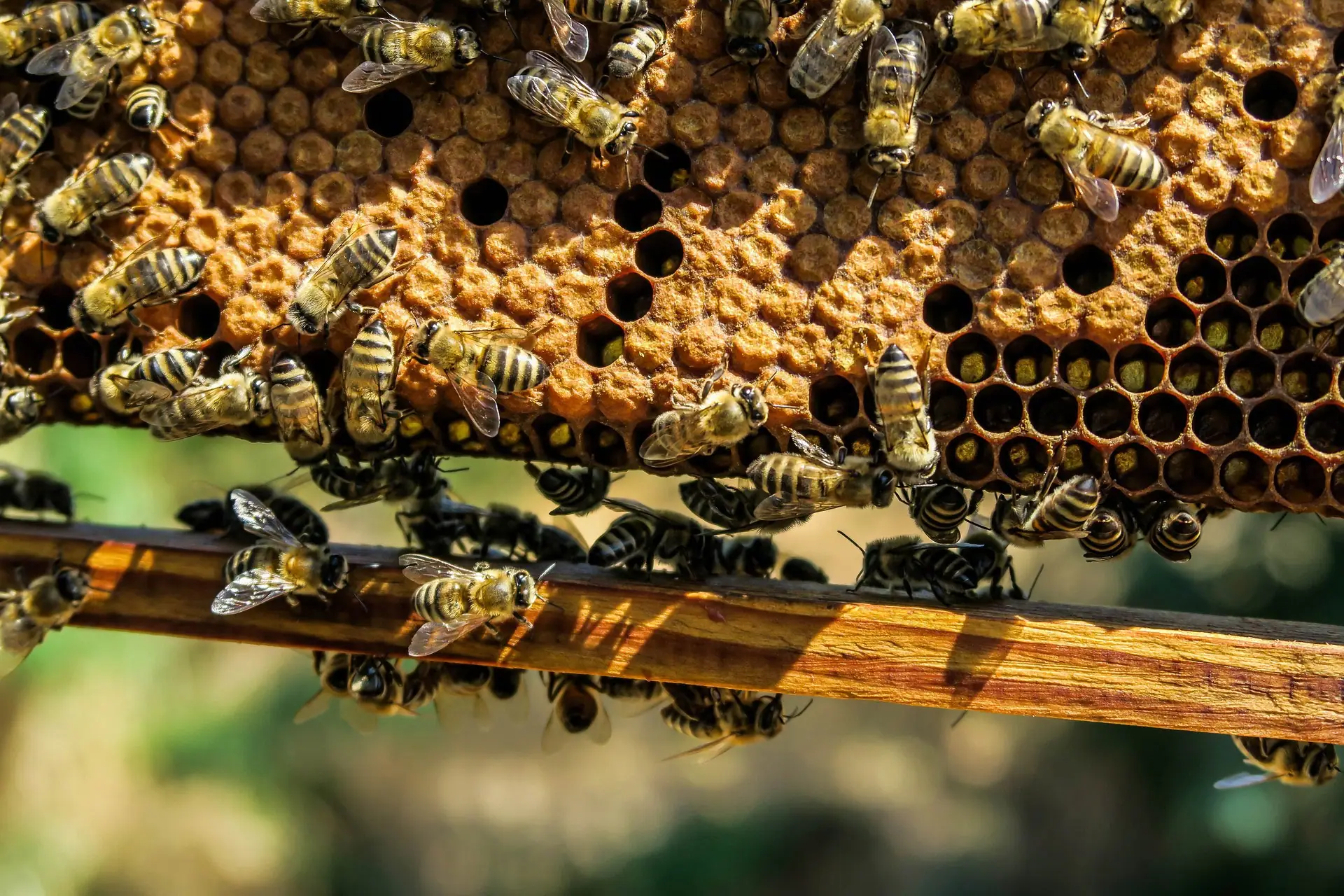 Honey bee swarm clustered on a branch during humane relocation in the Bay Area