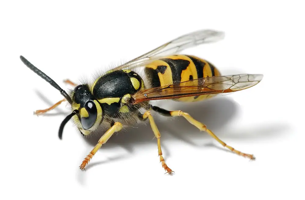 Yellow jacket nest removed from a vent on a Bay Area home